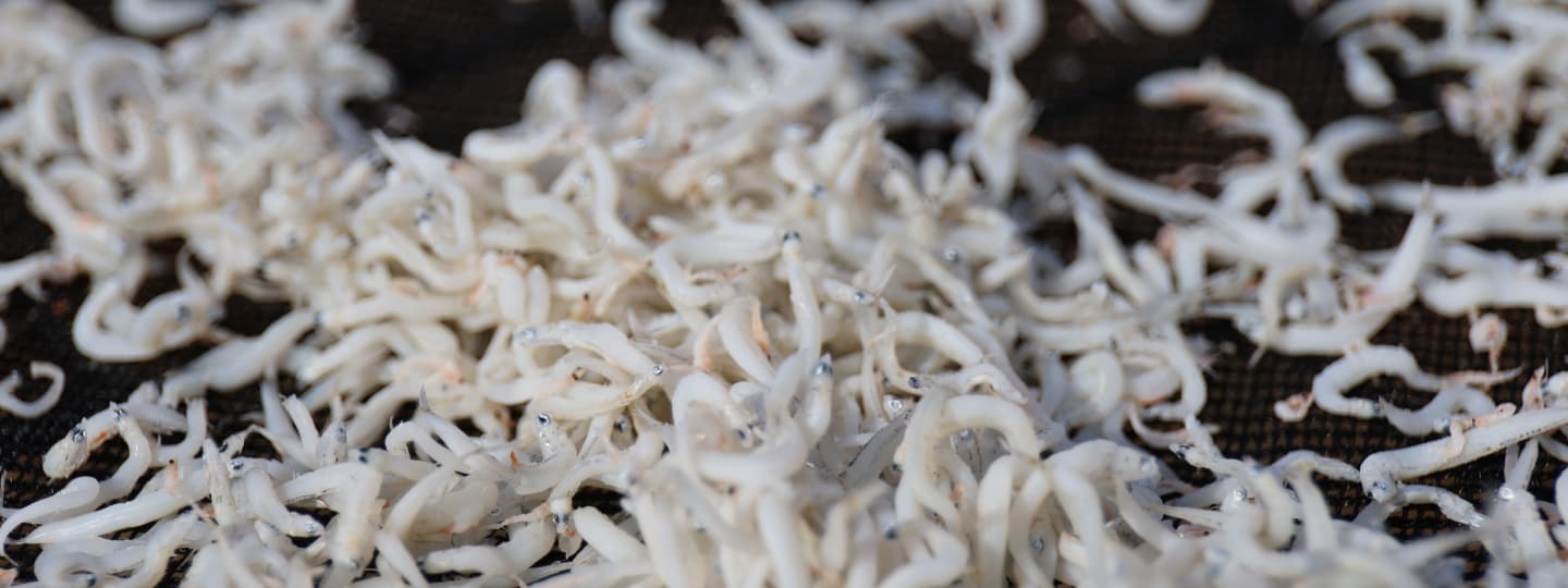 答志島 試食風景