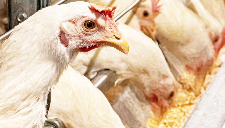 エサを食べている親鶏の様子