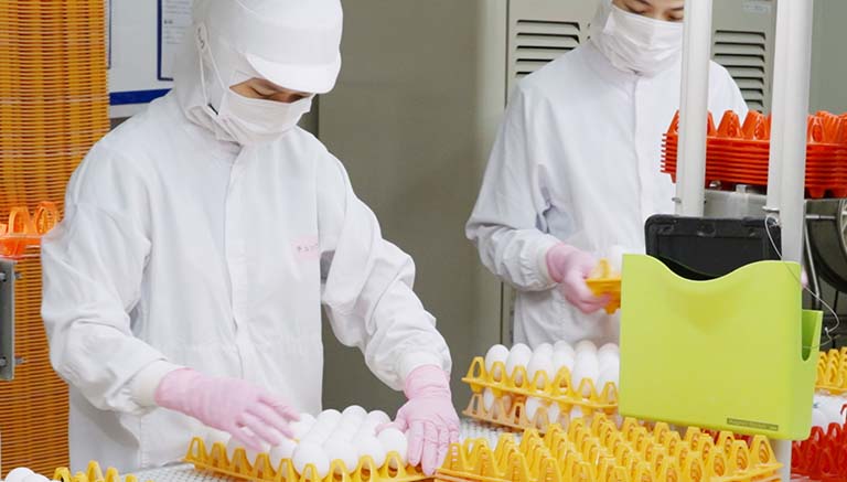 ゆでたまご工場で二人体制による目視検査を行う様子