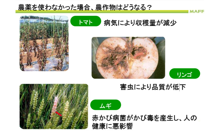 農薬を使わなかった場合、農作物はどうなる？ トマト:病気により収穫量が減少 リンゴ:害虫により品質が低下 ムギ:赤かび病菌がかび毒を産生し、人の健康に悪影響