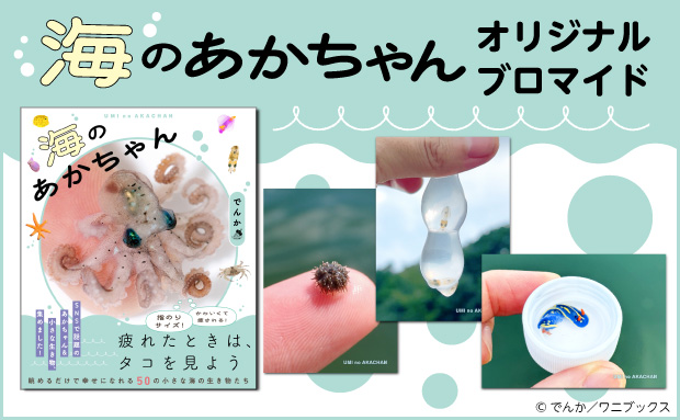 『海のあかちゃん』オリジナルブロマイド