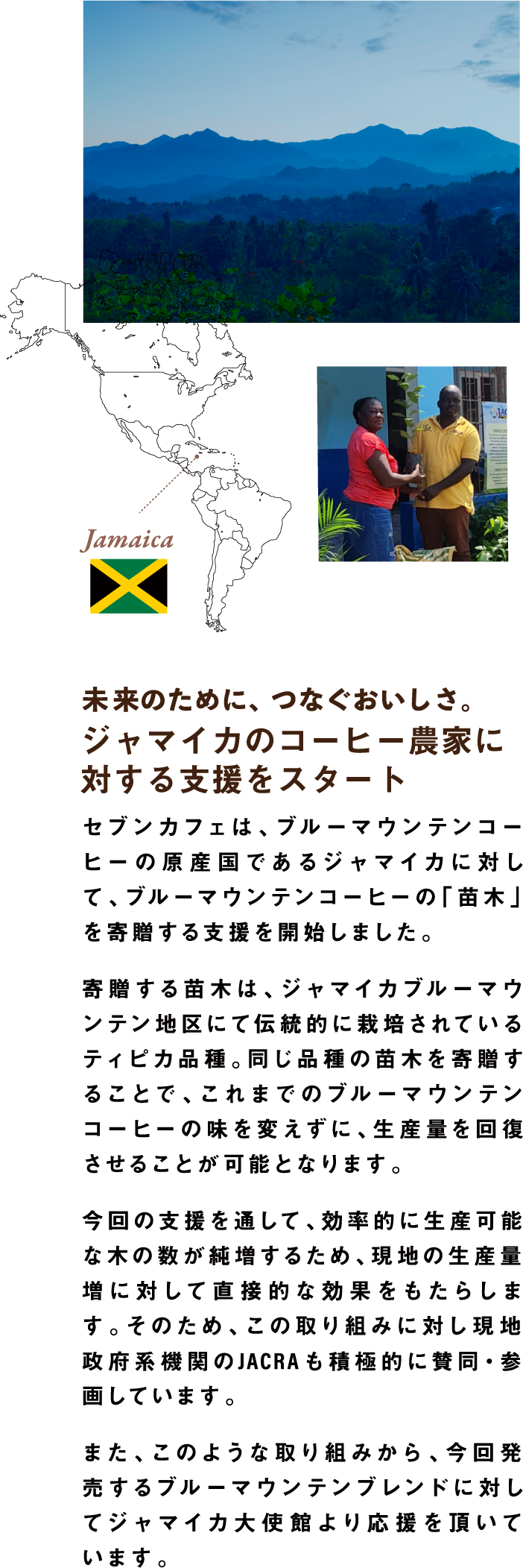 未来のために、つなぐおいしさ。ジャマイカのコーヒー農家に対する支援をスタート セブンカフェは、ブルーマウンテンコーヒーの原産国であるジャマイカに対して、ブルーマウンテンコーヒーの「苗木」を寄贈する支援を開始しました。寄贈する苗木は、ジャマイカブルーマウンテン地区にて伝統的に栽培されているティピカ品種。同じ品種の苗木を寄贈することで、これまでのブルーマウンテンコーヒーの味を変えずに、生産量を回復させることが可能となります。今回の支援を通して、効率的に生産可能な木の数が純増するため、現地の生産量増に対して直接的な効果をもたらします。そのため、この取り組みに対し現地政府系機関のJACRAも積極的に賛同・参画しています。また、このような取り組みから、今回発売するブルーマウンテンブレンドに対してジャマイカ大使館より応援を頂いています。